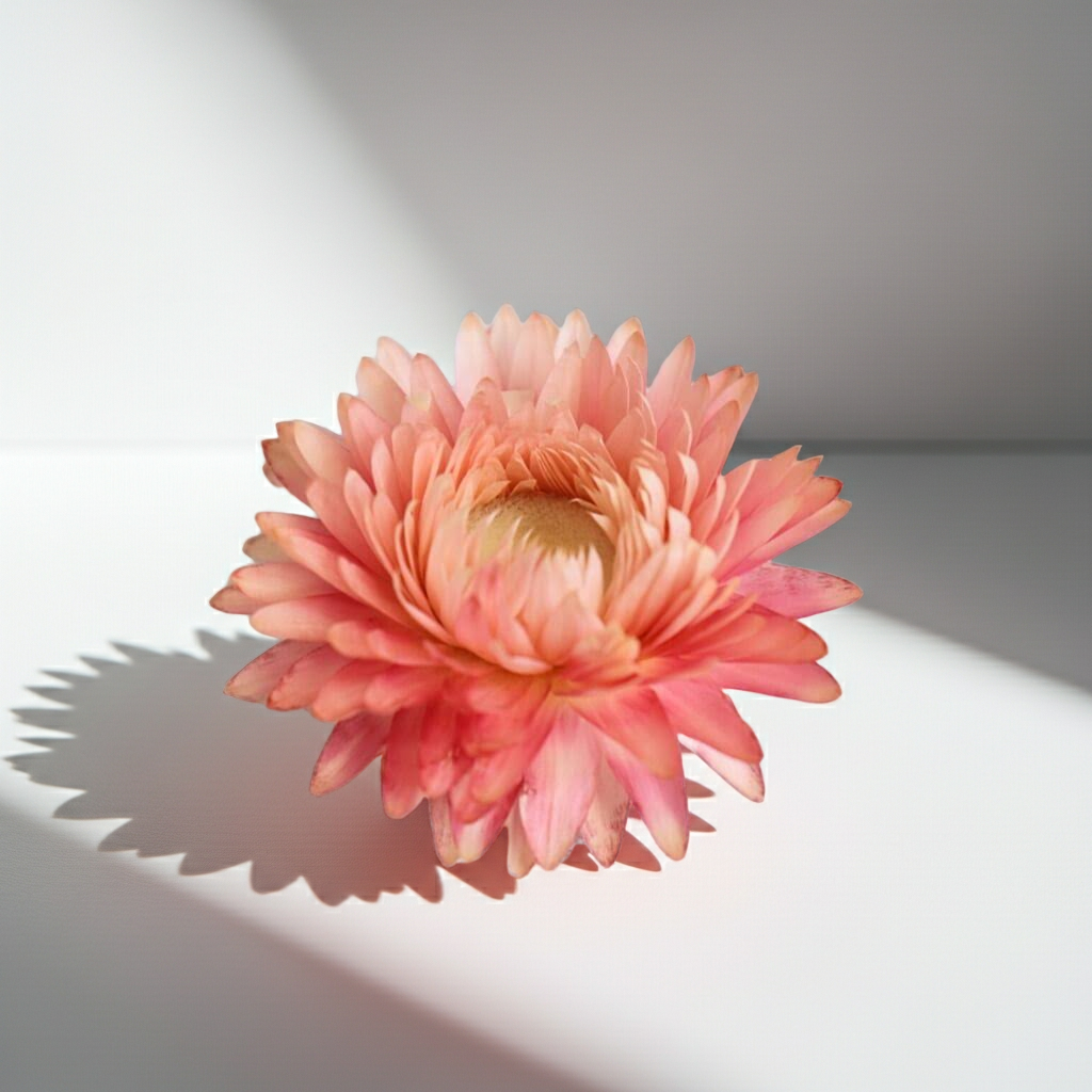 Sušená slaměnka květ růžová – dekorace pro květinová aranžmá a DIY projekty